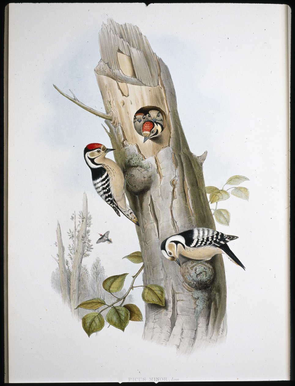 Kleinspecht von John (after) Gould