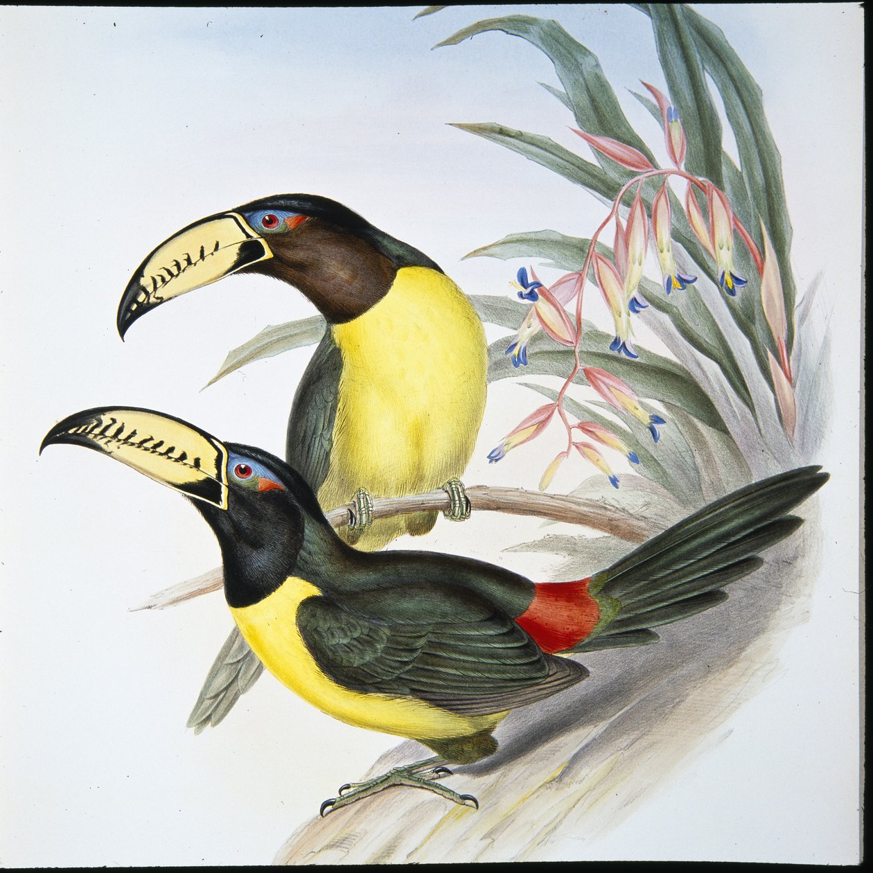Beschrifteter Aracari-Tukan (Pteroglossus Inscriptus) von John (after) Gould