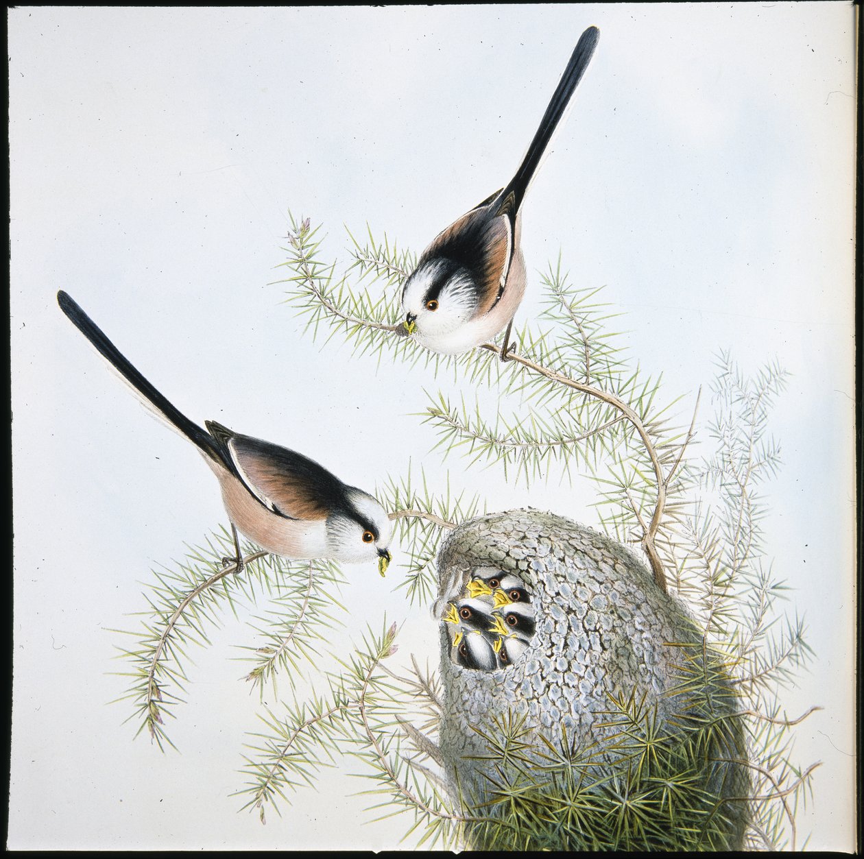 Schwanzmeise (Mecistura Caudata) von John (after) Gould