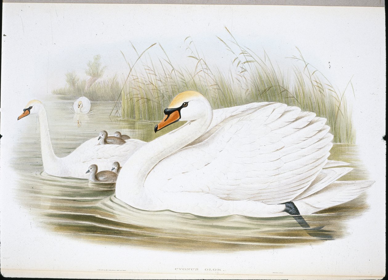 Höckerschwan (Cygnus Olor) von John (after) Gould