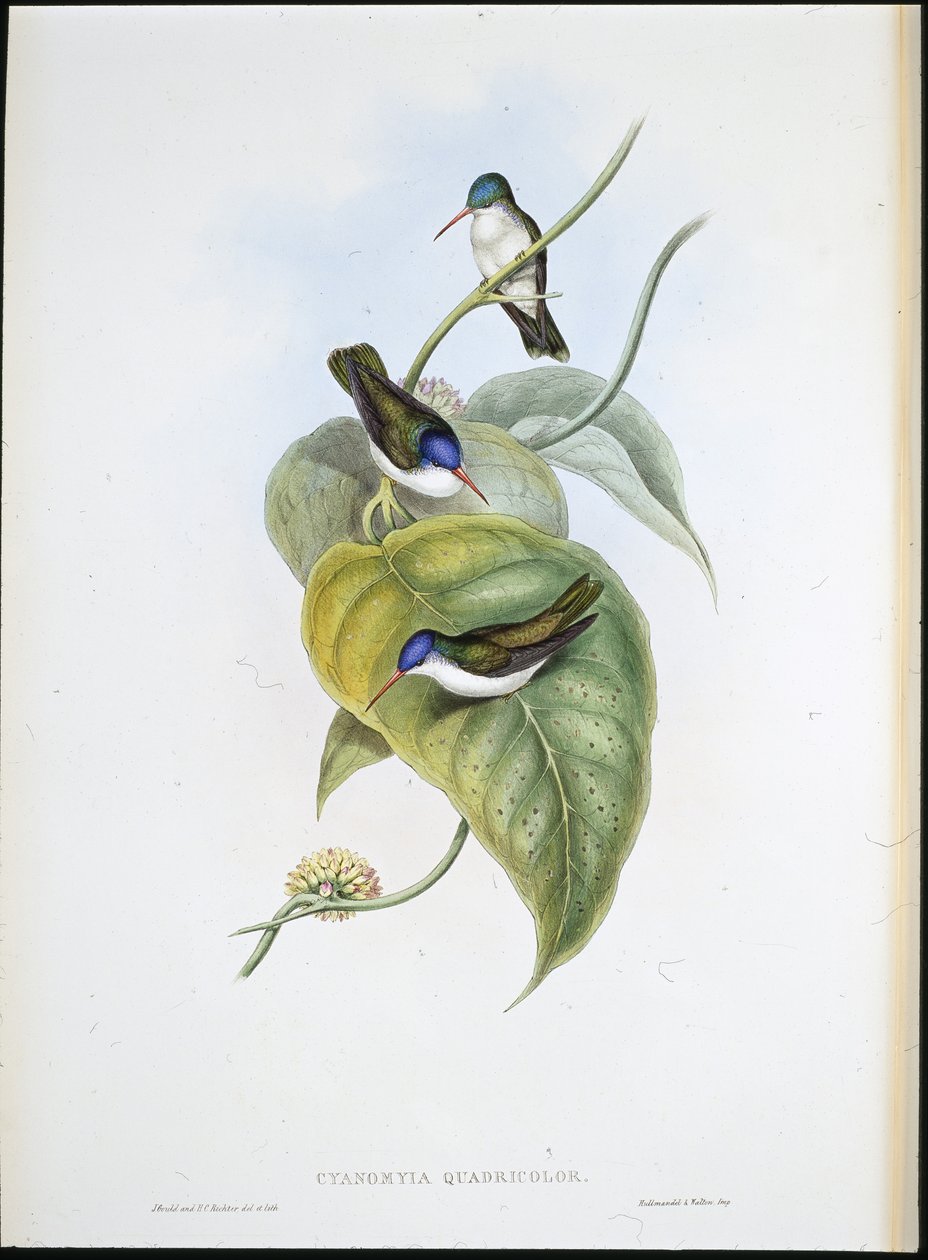 Rotbilled-Azurkrone von John (after) Gould