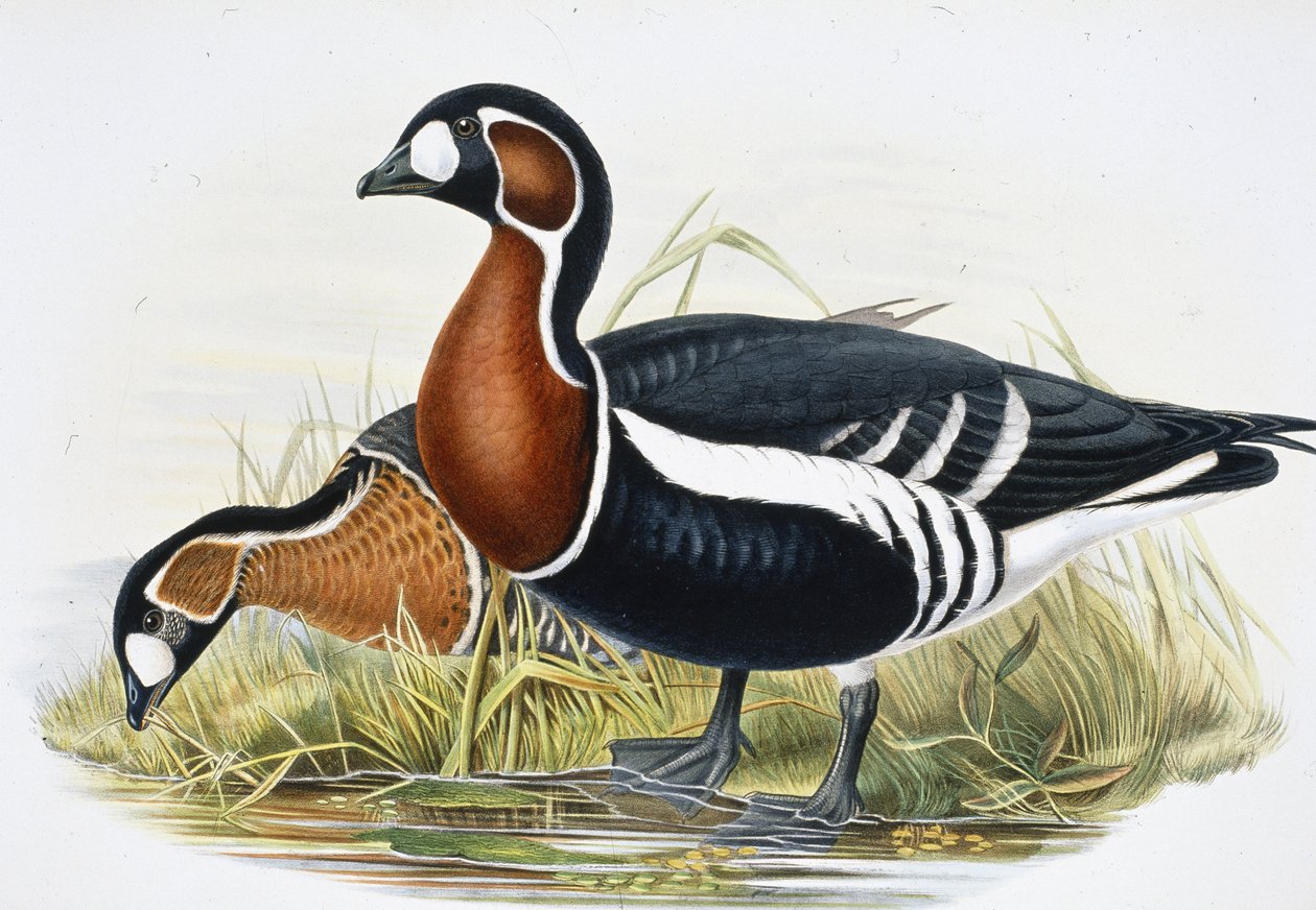 Rothalsgans von John (after) Gould