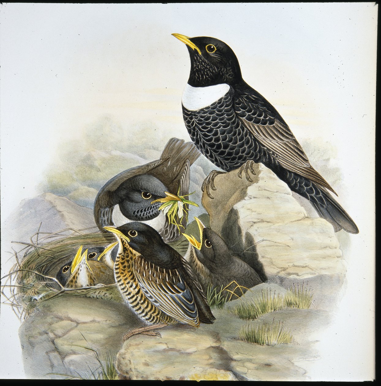 Ringdrossel von John (after) Gould