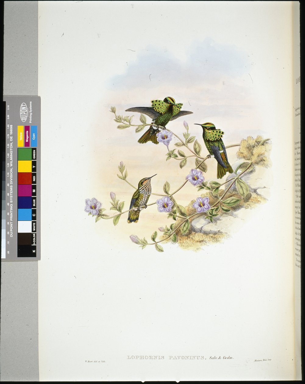 Roraima Coquette (Lophornis Pavoninus) von John (after) Gould