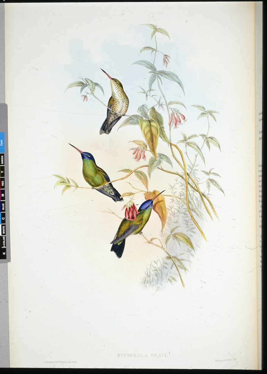 Rostroter Flammenbär von John (after) Gould
