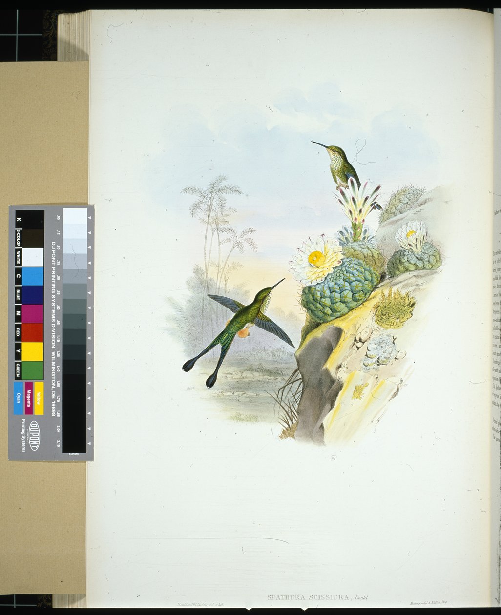 Schwanzschwalbe (handkolorierte Lithografie) von John (after) Gould