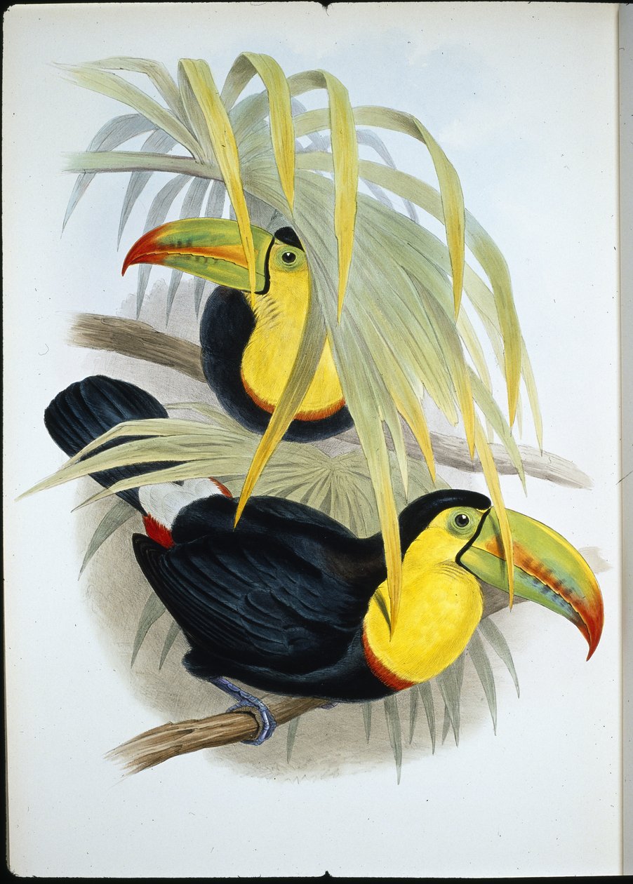 Kurzschnabel-Tukan (Ramphastos Brevicarinatus) von John (after) Gould