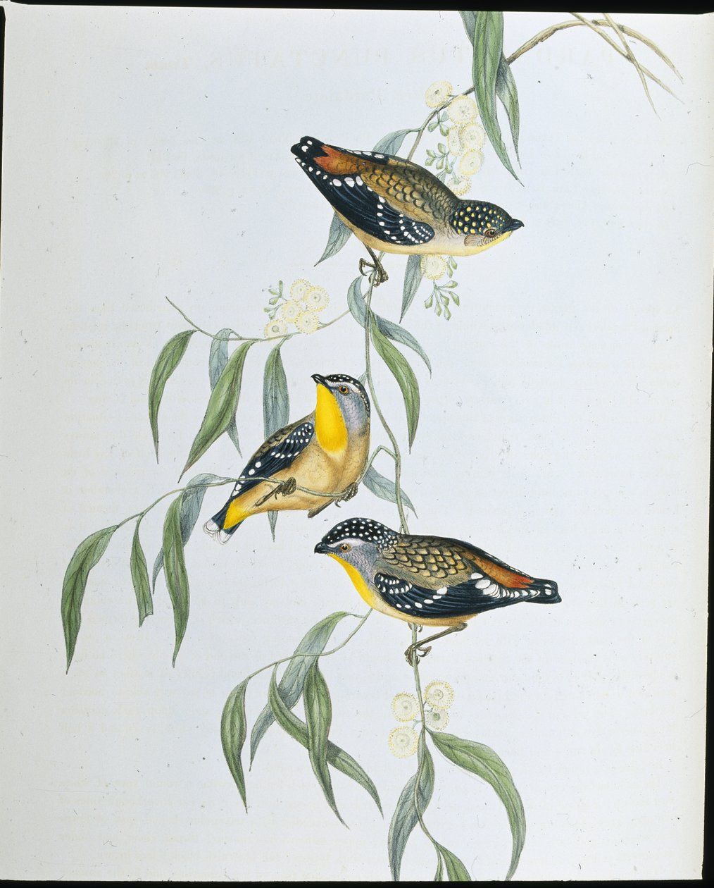 Fleckenpardalote von John (after) Gould