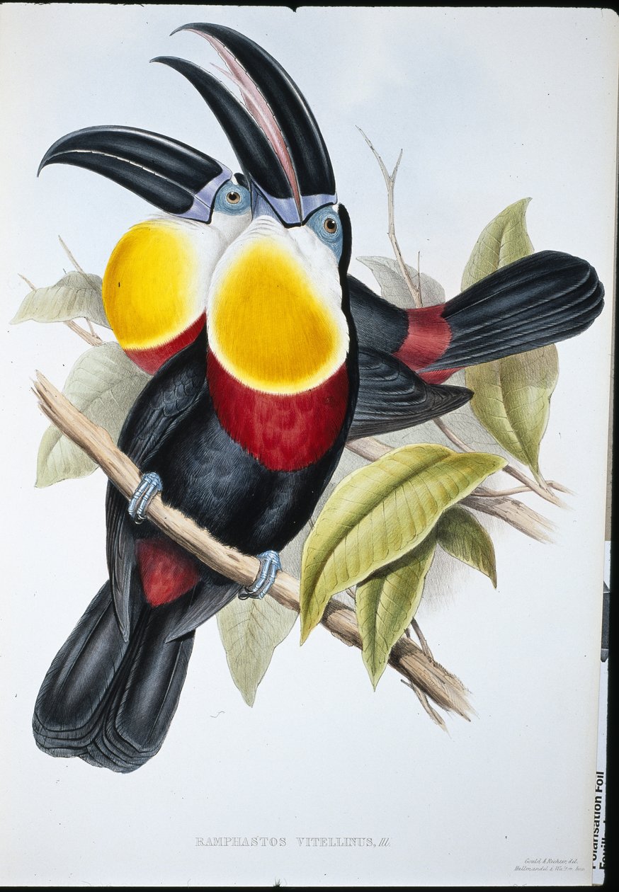 Schwefel- & Weißbrust-Tukan (Ramphastos Vitellinus) von John (after) Gould