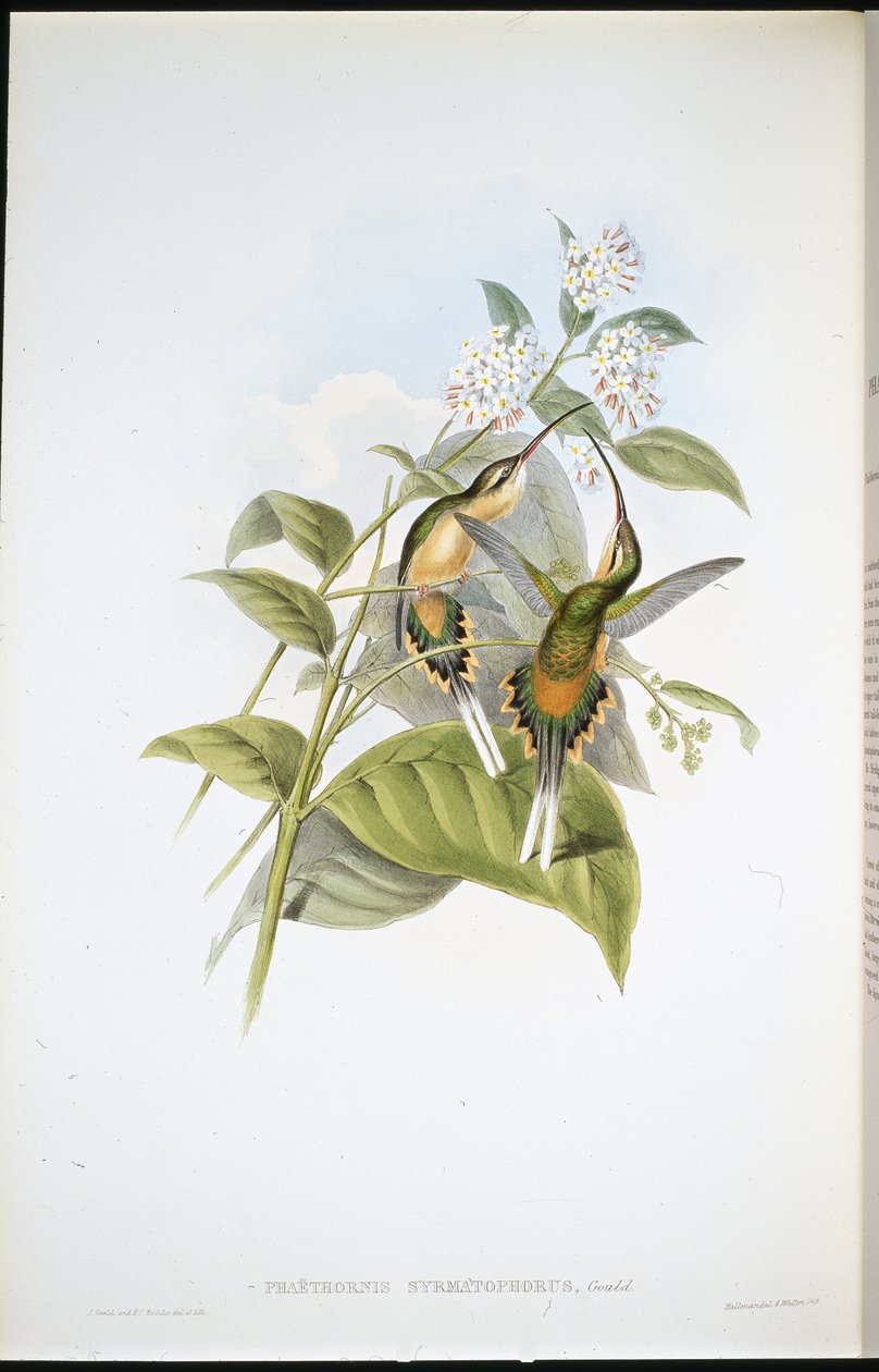 Schwanztragender Einsiedler (Phaethornis Syrmatophorus) von John (after) Gould