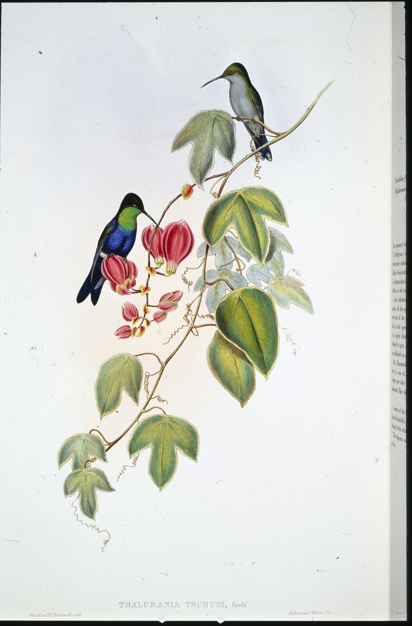Tschudis Panoplites von John (after) Gould