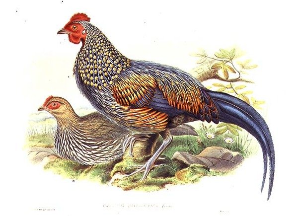 Zwei asiatische Fasanen (Gallus Sonneratii) graviert vom Künstler und William Hart (1823-1894) von John (after) Gould