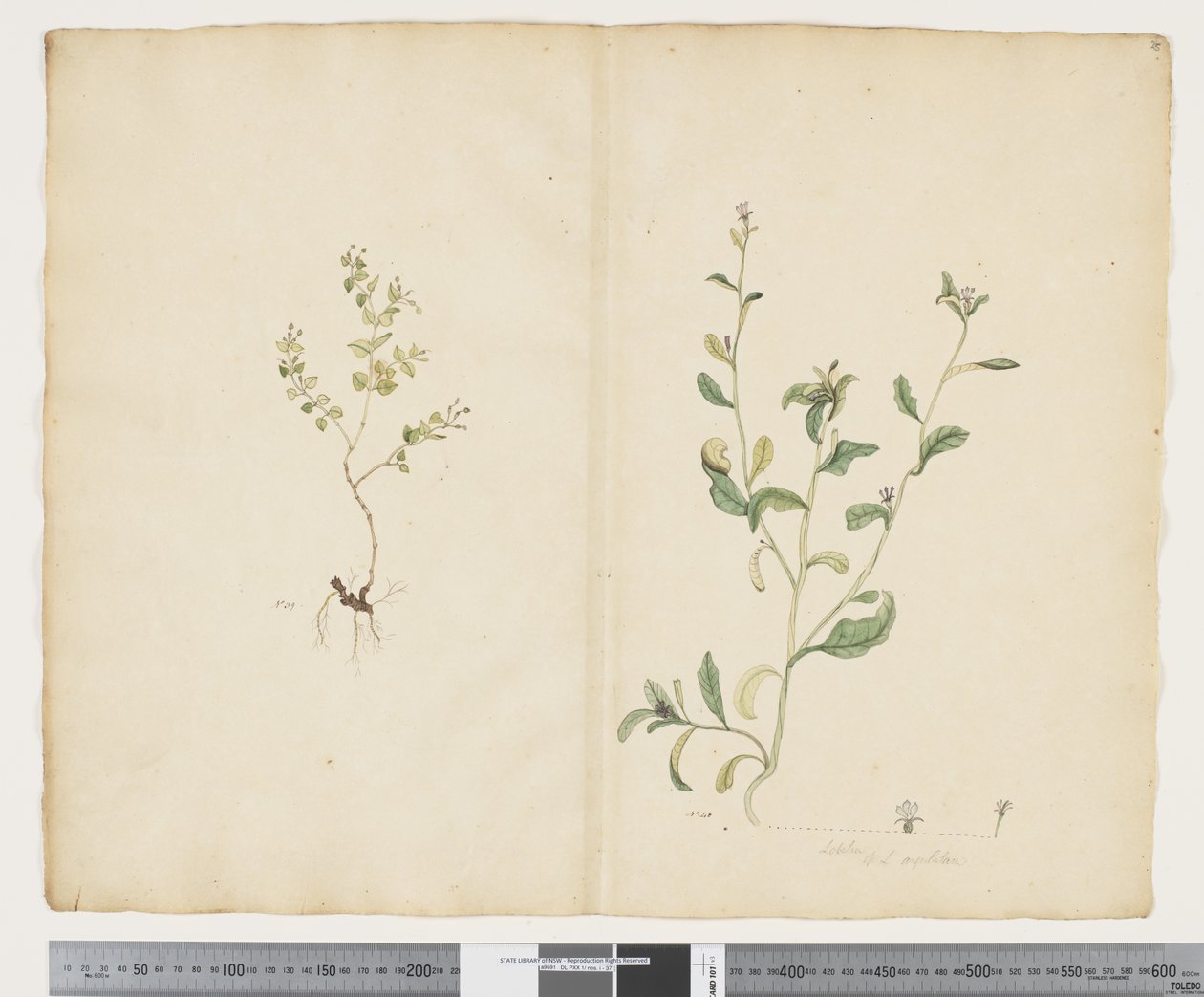 F.25 Euphorbia sparrmannii; Lobelia alata, ca. 1790-95 von John (attr. to) Doody