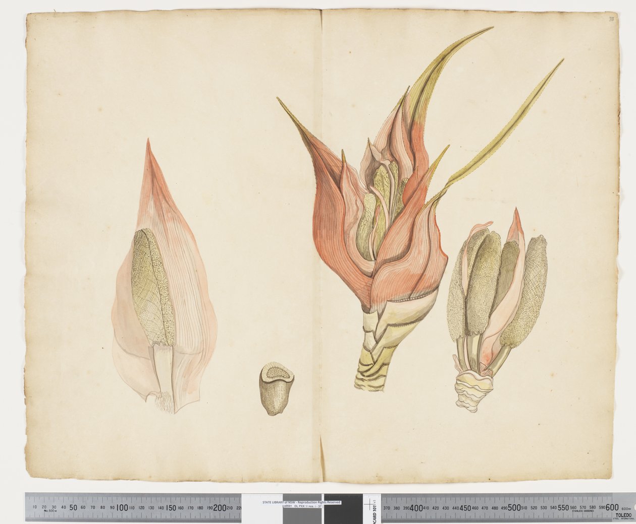 F.33 Freycinetia baueriana, ca. 1790-95 von John (attr. to) Doody
