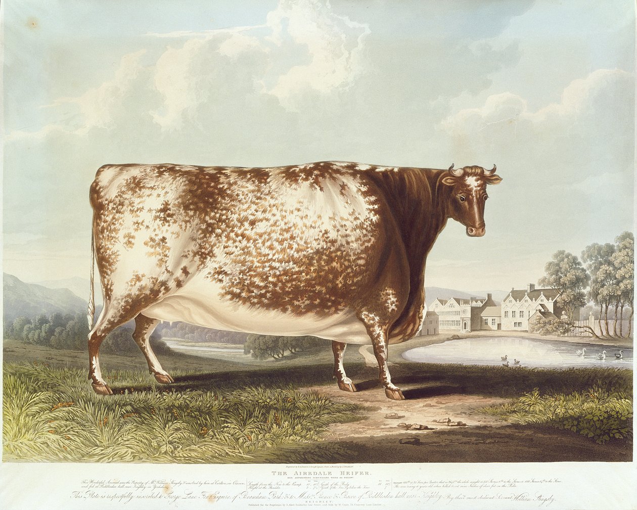 Die Airedale-Kuh, graviert von R. Reeve, 1820 (Farbstich) von John Bradley