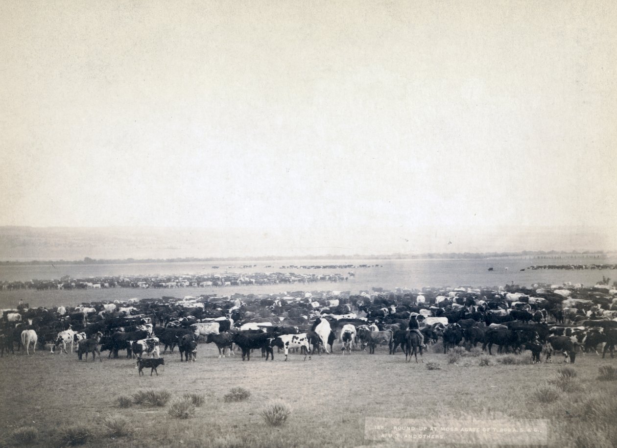 Cowboys treiben Vieh, South Dakota ca. 1890 von John C. H. Grabill