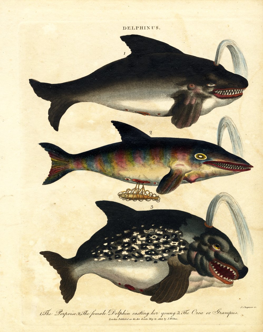 Delfinarten - Schweinswale und Orca von John Chapman