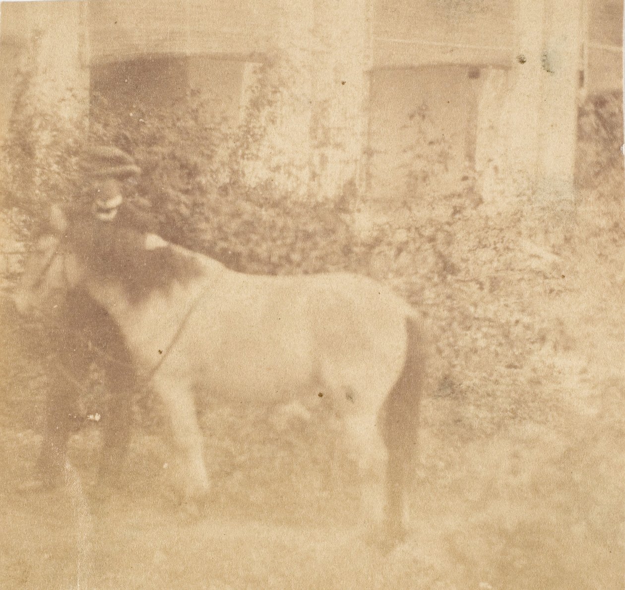 [Mann und Pferd, Regierungshaus, Allahabad] von John Constantine Stanley