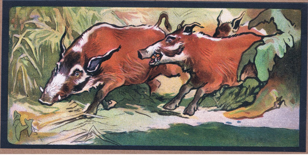 Babirusa von John Edwin Noble