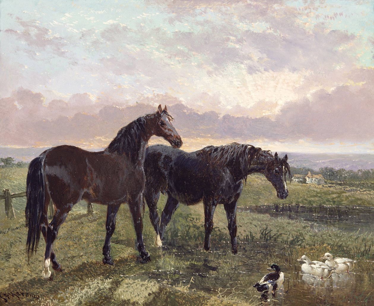 Zwei Pferde grasen bei Sonnenuntergang von John Frederick Herring Senior