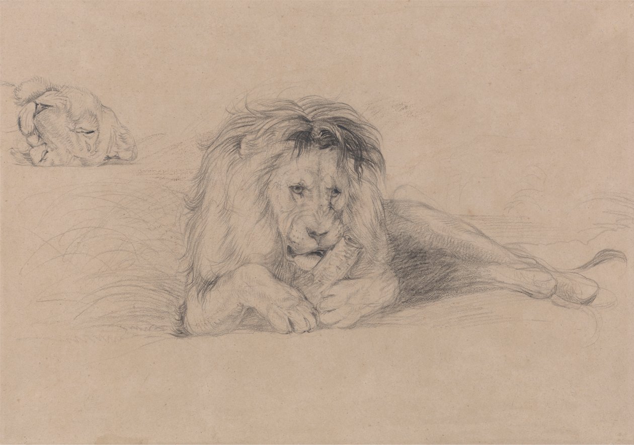 Studie eines Löwen und Studie eines Löwenkopfes von John Frederick Lewis
