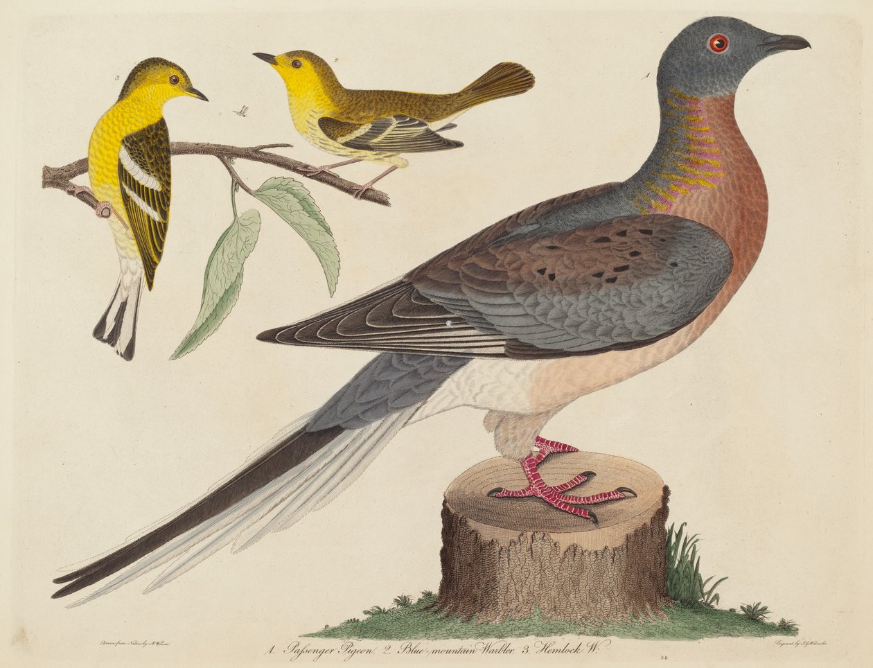Wandertaube, Blaugebirgs-Waldsänger und Hemlock-Waldsänger von John G. Warnicke after Alexander Wilson