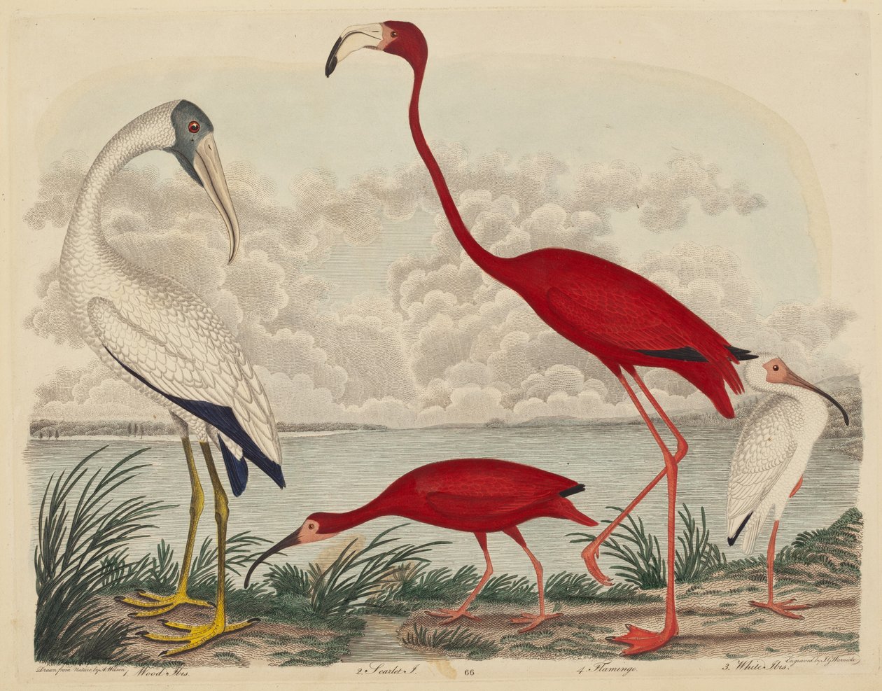 Waldibis, Scharlachibis, Flamingo und Weißer Ibis von John G. Warnicke after Alexander Wilson