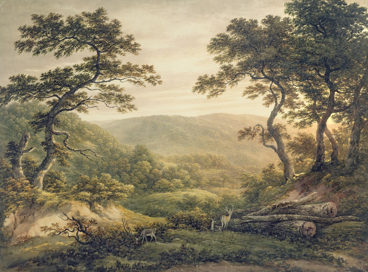 Nadelwald, Hampshire von John Glover
