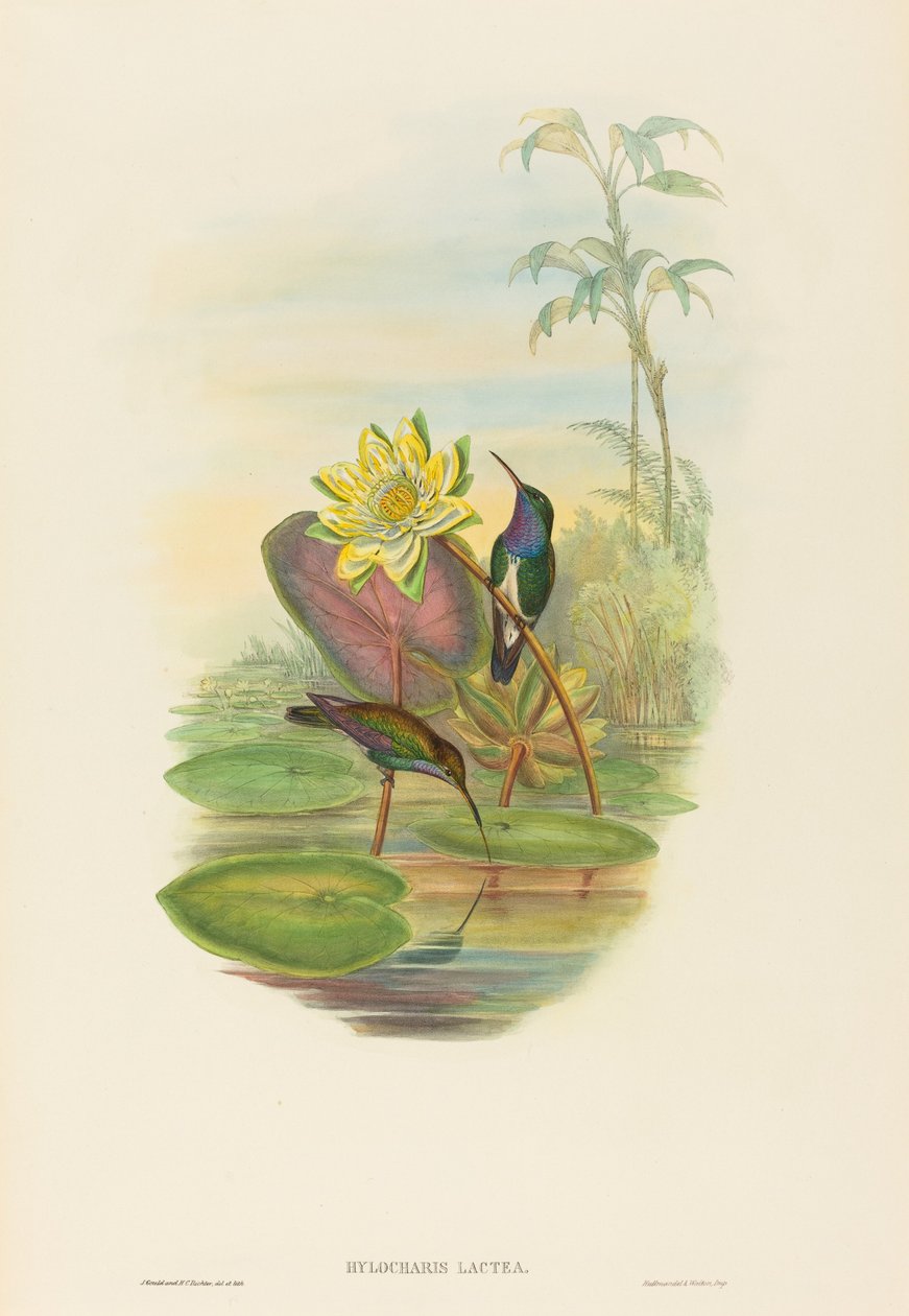 Hylocharis lactea Saphirbrust-Smaragd von John Gould and Henry Constantine Richter John Gould and Henry Constantine Richter