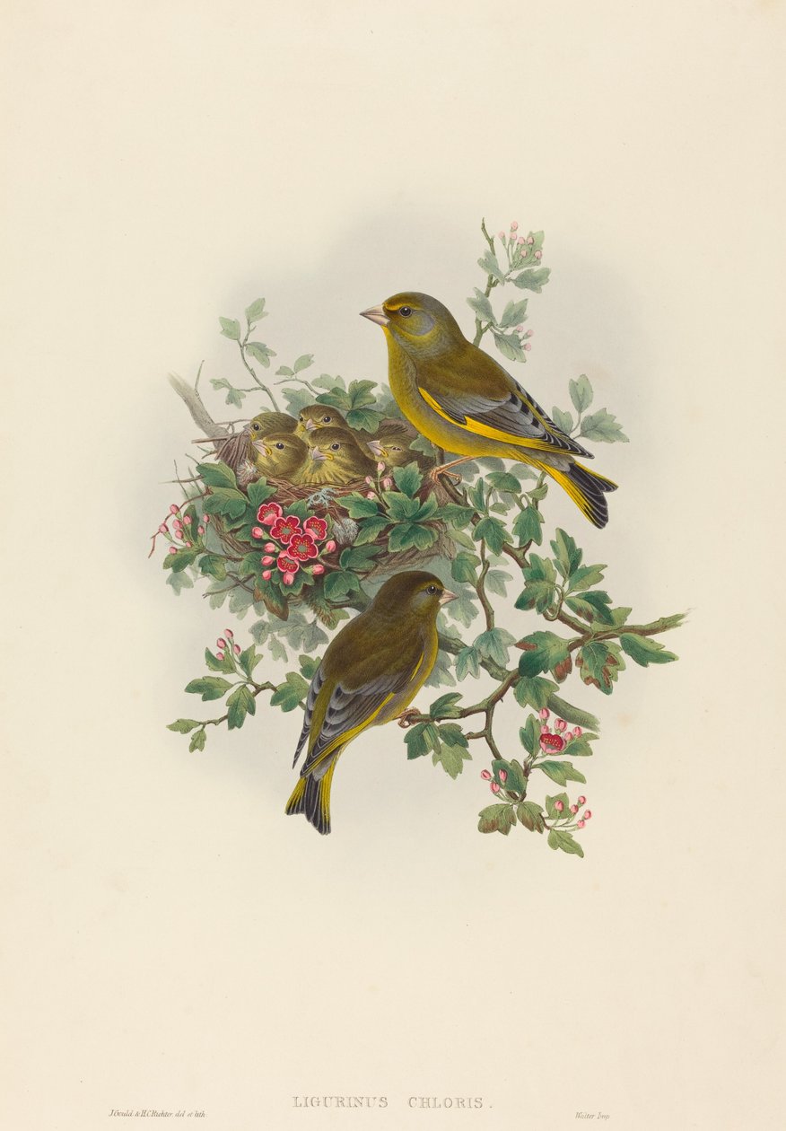 Ligurinus chloris Grünfink. Schöpfer: John Gould, Henry Constantine Richter von John Gould and Henry Constantine Richter John Gould and Henry Constantine Richter