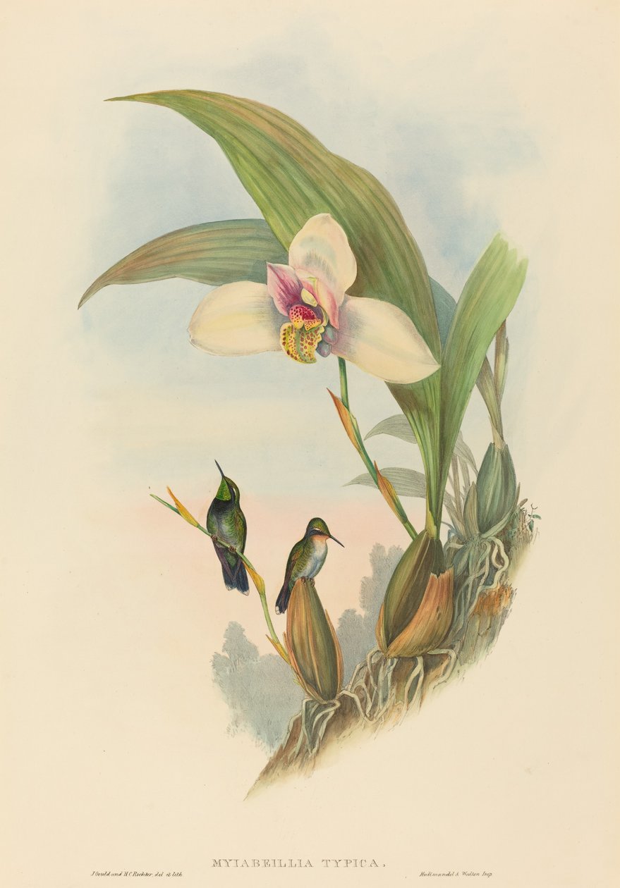 Myiabeillia typica, Abeilles Kolibri. Schöpfer: John Gould, Henry Constantine Richter von John Gould and Henry Constantine Richter John Gould and Henry Constantine Richter