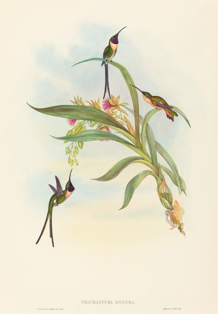 Tharmastura enicura Schlanker Scherenschwanz. Schöpfer: John Gould, Henry Constantine Richter von John Gould and Henry Constantine Richter John Gould and Henry Constantine Richter