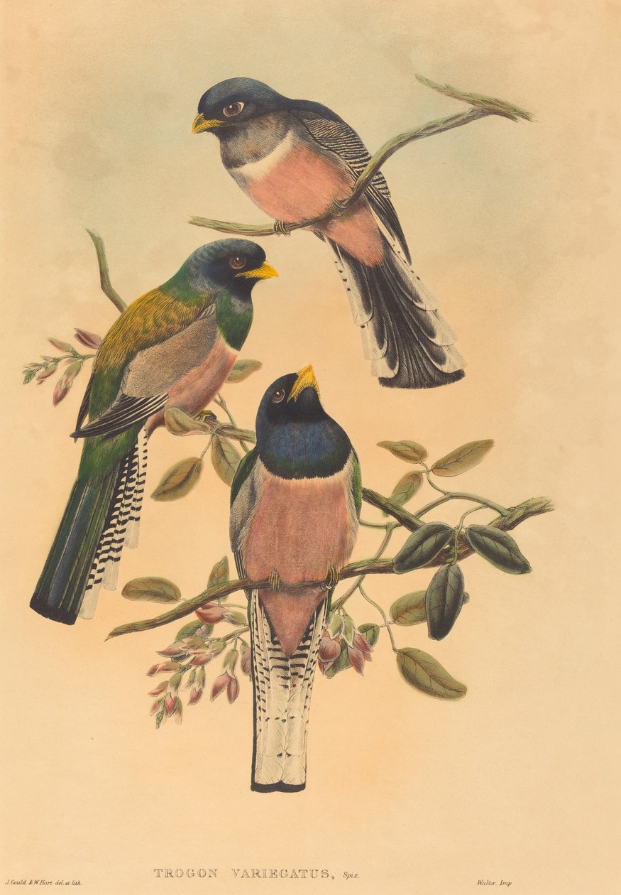Trogan variegatus, wahrscheinlich 1836-1838 von John Gould, William Matthew Hart