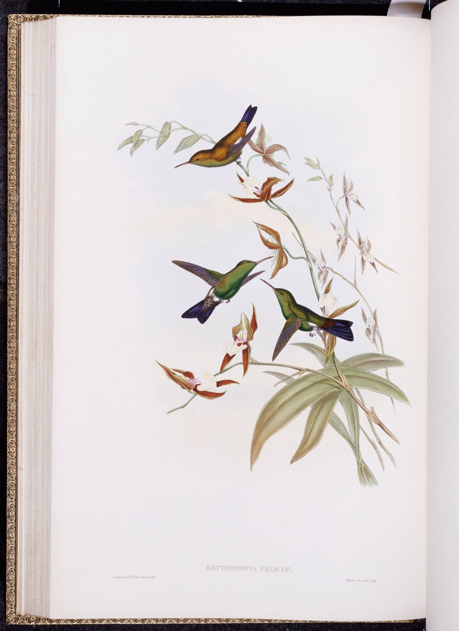 Eine Monographie der Trochilidae oder Familie der Kolibris (1849-61) von John Gould