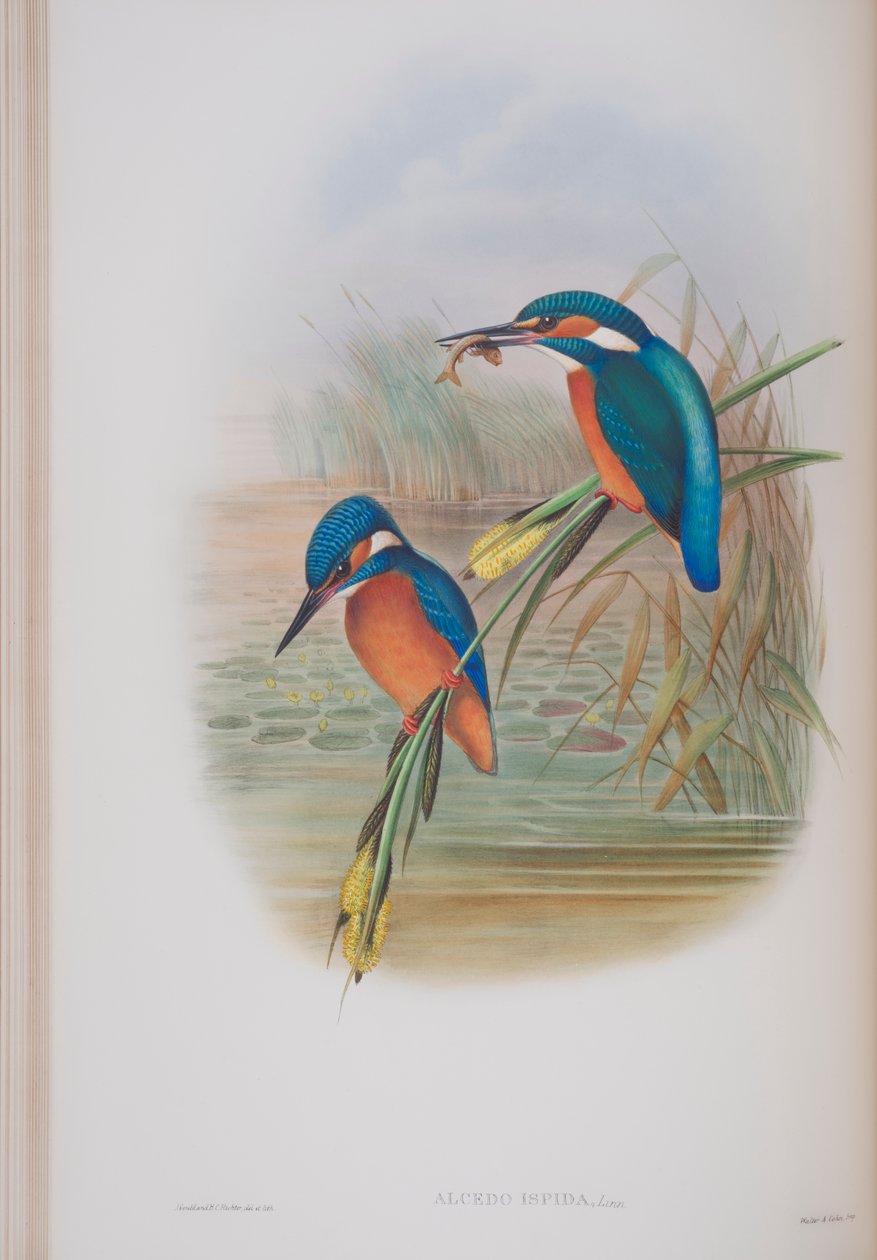 Alcedo Ispida, Tafel aus Die Vögel von Großbritannien von John Gould, veröffentlicht 1862-73 von John Gould