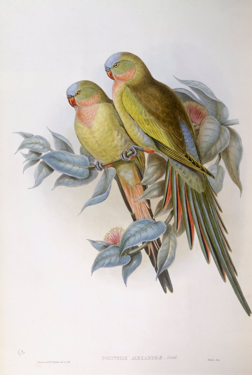 Alexandras Papagei (Polytelis alexandrae), Gravur von John Gould von John Gould