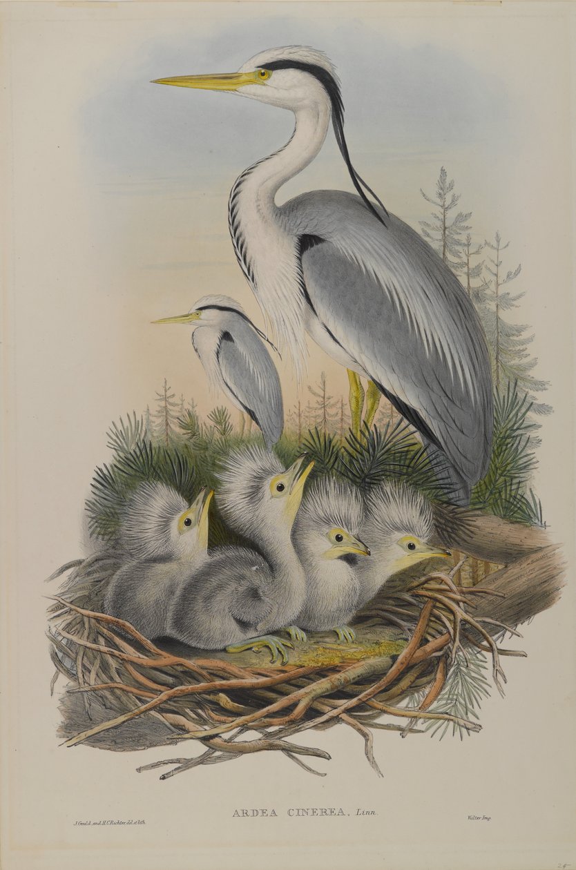 Ardea Cinerea - Reiher von John Gould