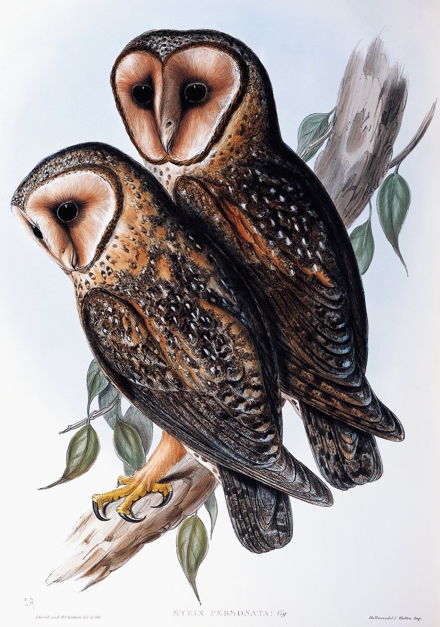 Australische Maskeneule (Strix personata), Lithographie aus Birds of Australia von John Gould