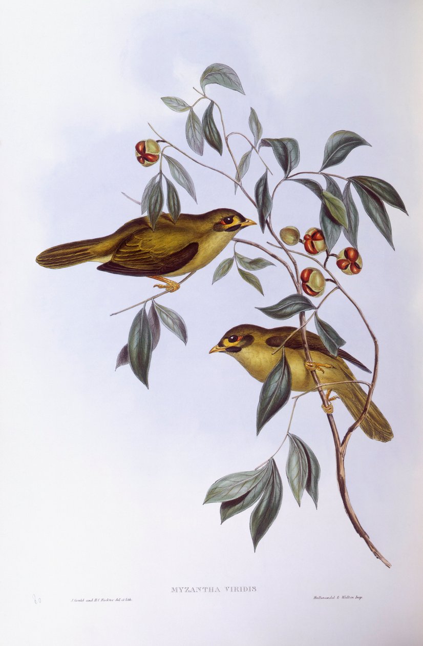 Glockenhonigfresser (Manorina melanophrys), Gravur von John Gould von John Gould