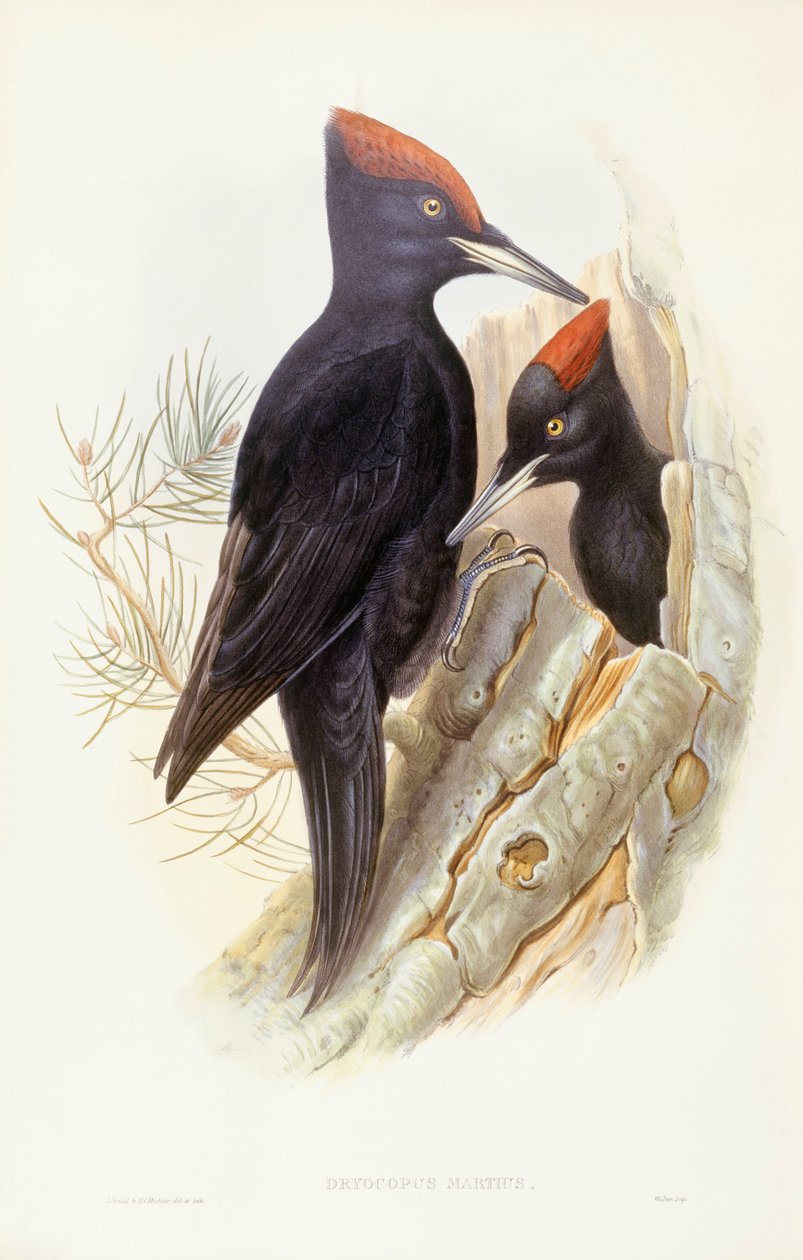 Schwarzspecht, Gravur von John Gould von John Gould