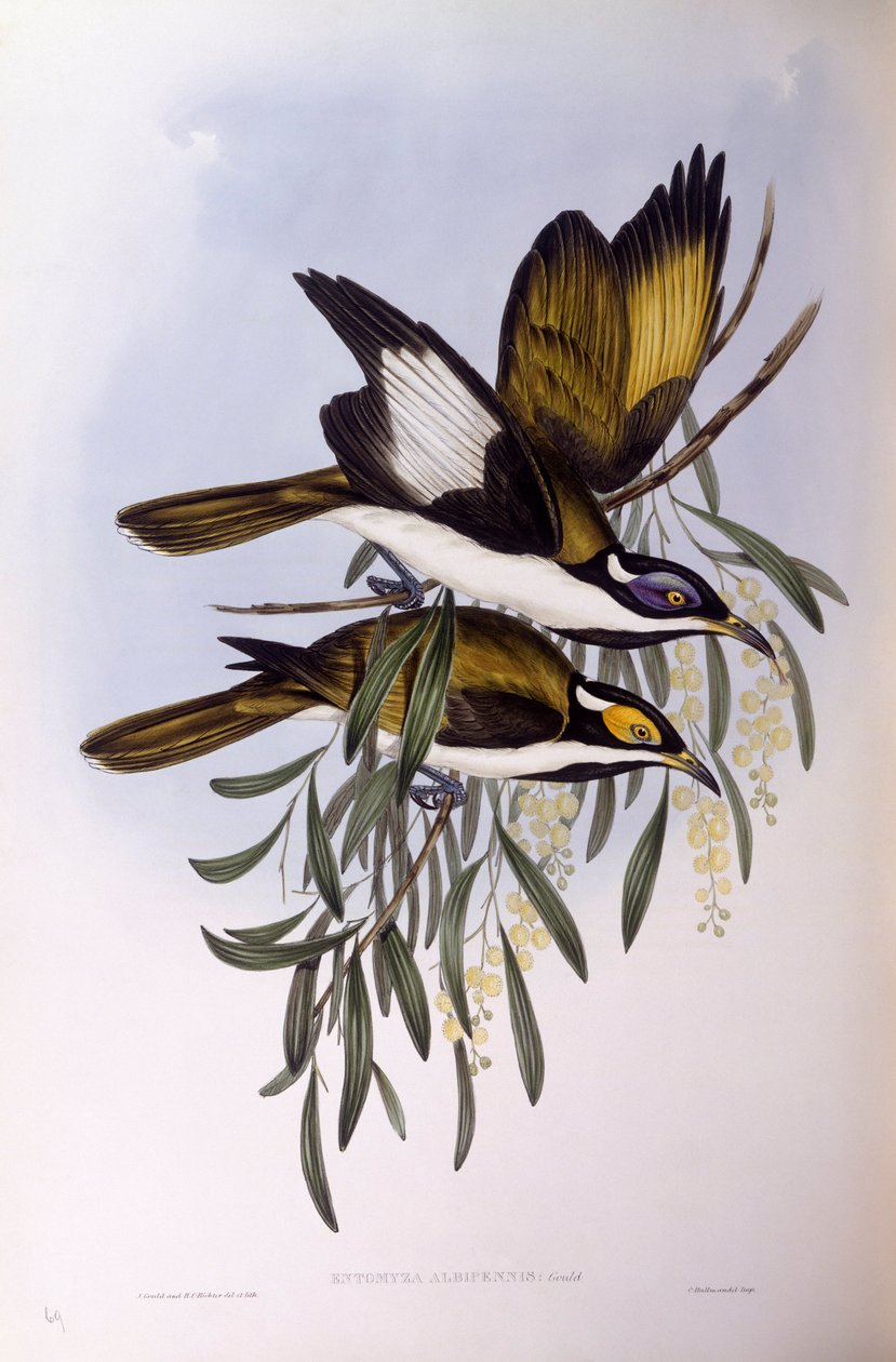 Blaugesicht-Honigfresser, Gravur von John Gould von John Gould