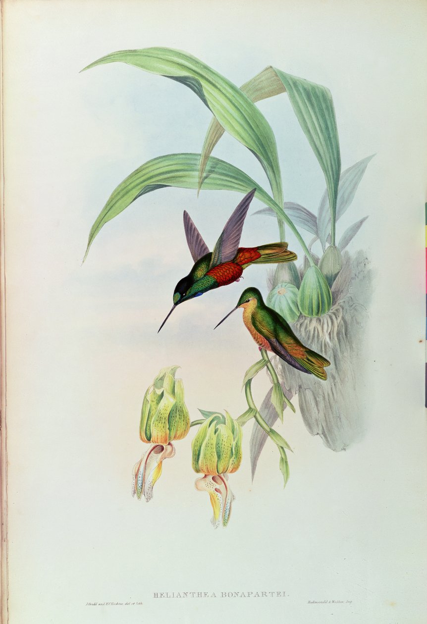 Bonapartes Sternfrontkolibri von John Gould