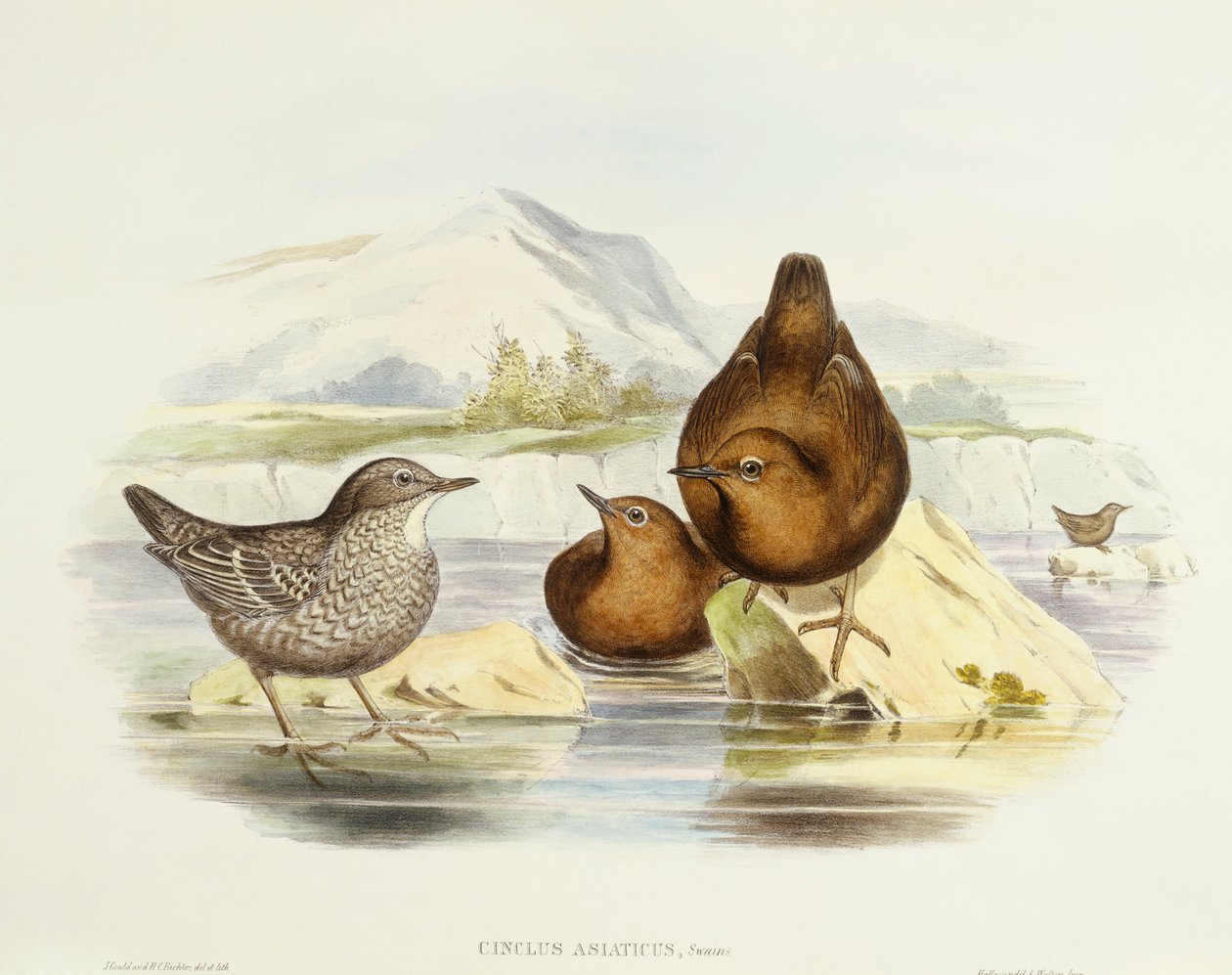 Braunwasseramsel (Cinclus pallasii), Gravur von John Gould von John Gould