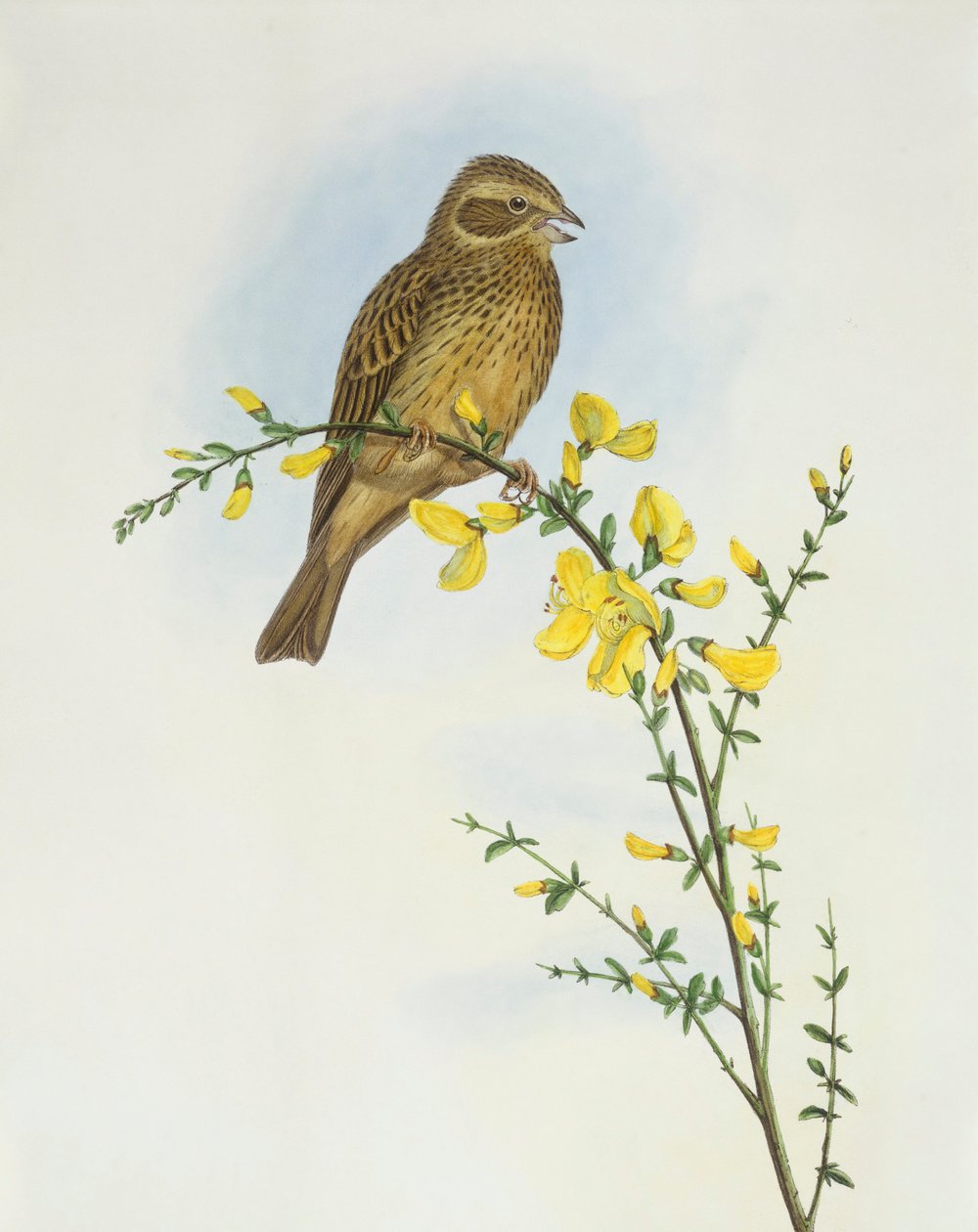 Rohrammer (Emberiza calandra), Gravur von John Gould von John Gould
