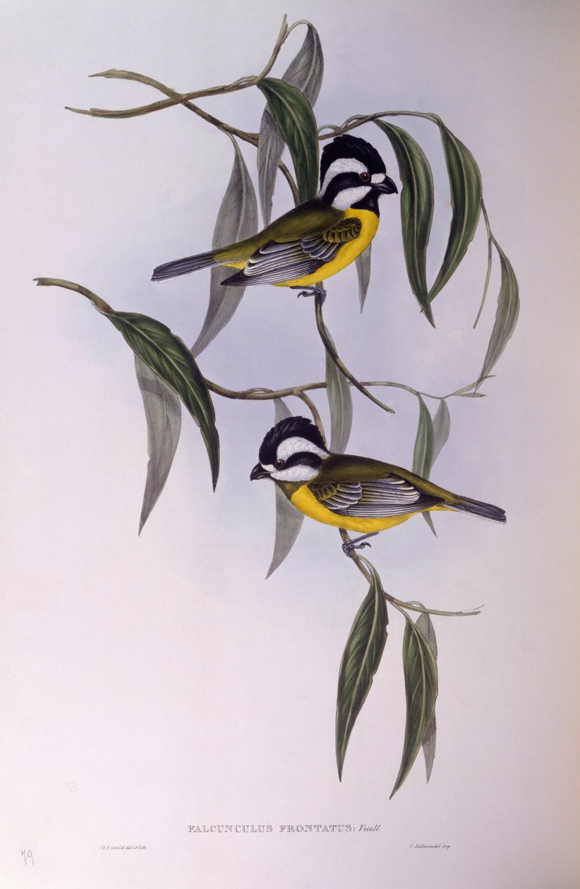 Haubenwürger (Falcunculus frontatus), Gravur von John Gould