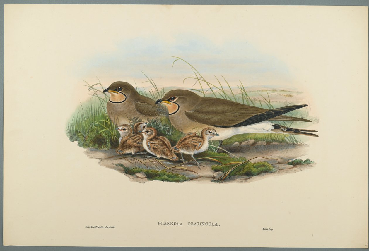 Rotschwanzrennvogel von John Gould