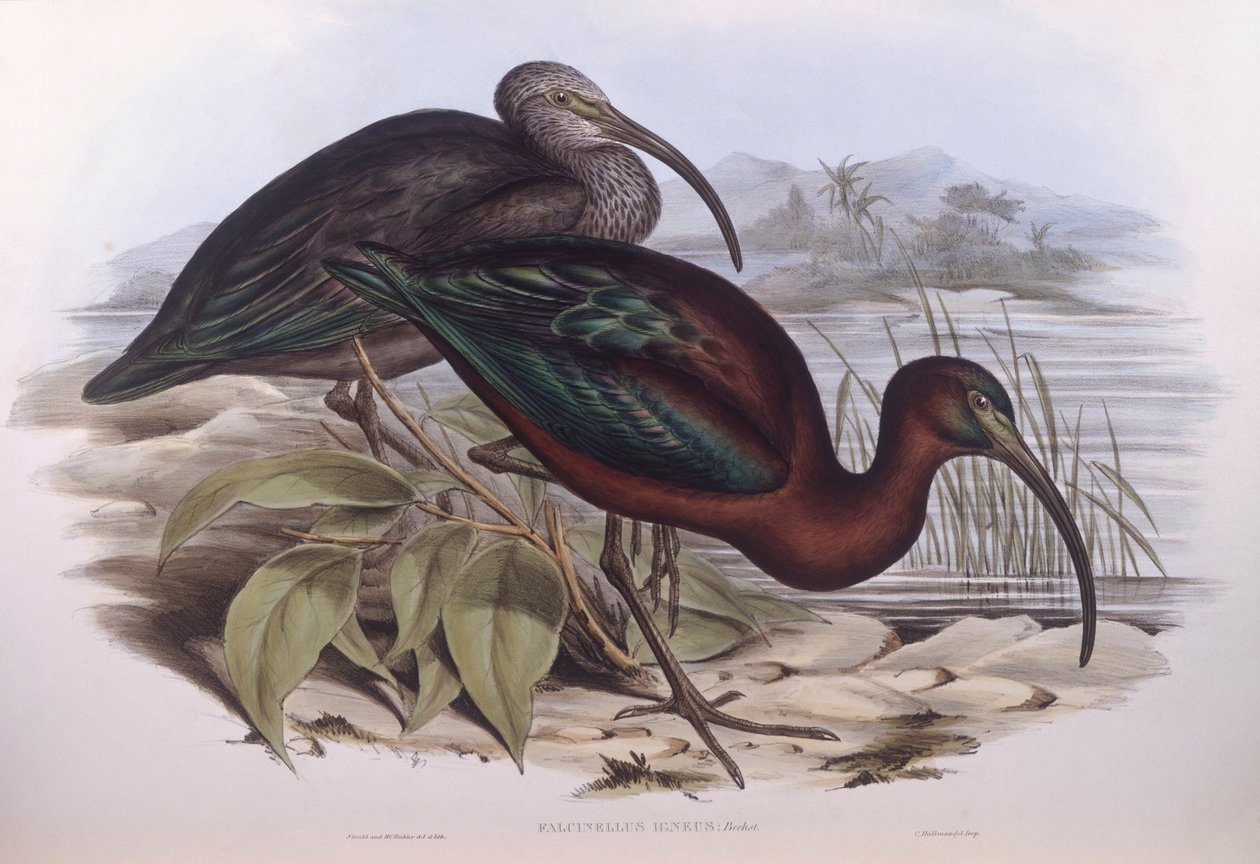 Glanzibis (Plegadis falcinellus), Gravur von John Gould von John Gould