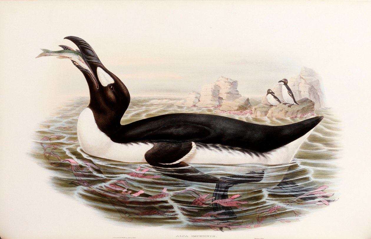 Riesenalk, aus "Die Vögel von Großbritannien", veröffentlicht London 1862-73 von John Gould