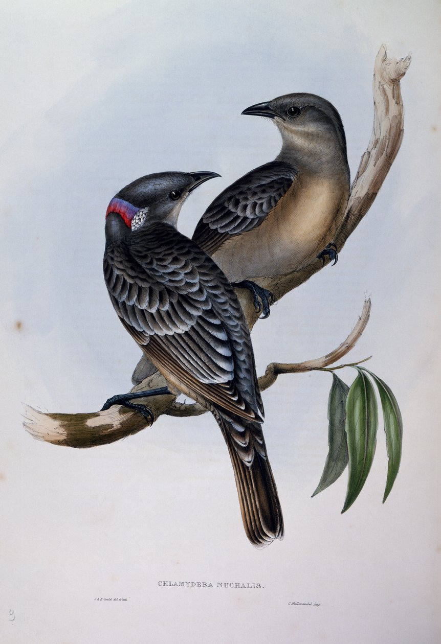 Großer Laubenvogel (Chlamydera nuchalis), Gravur aus Birds of Australia von John Gould