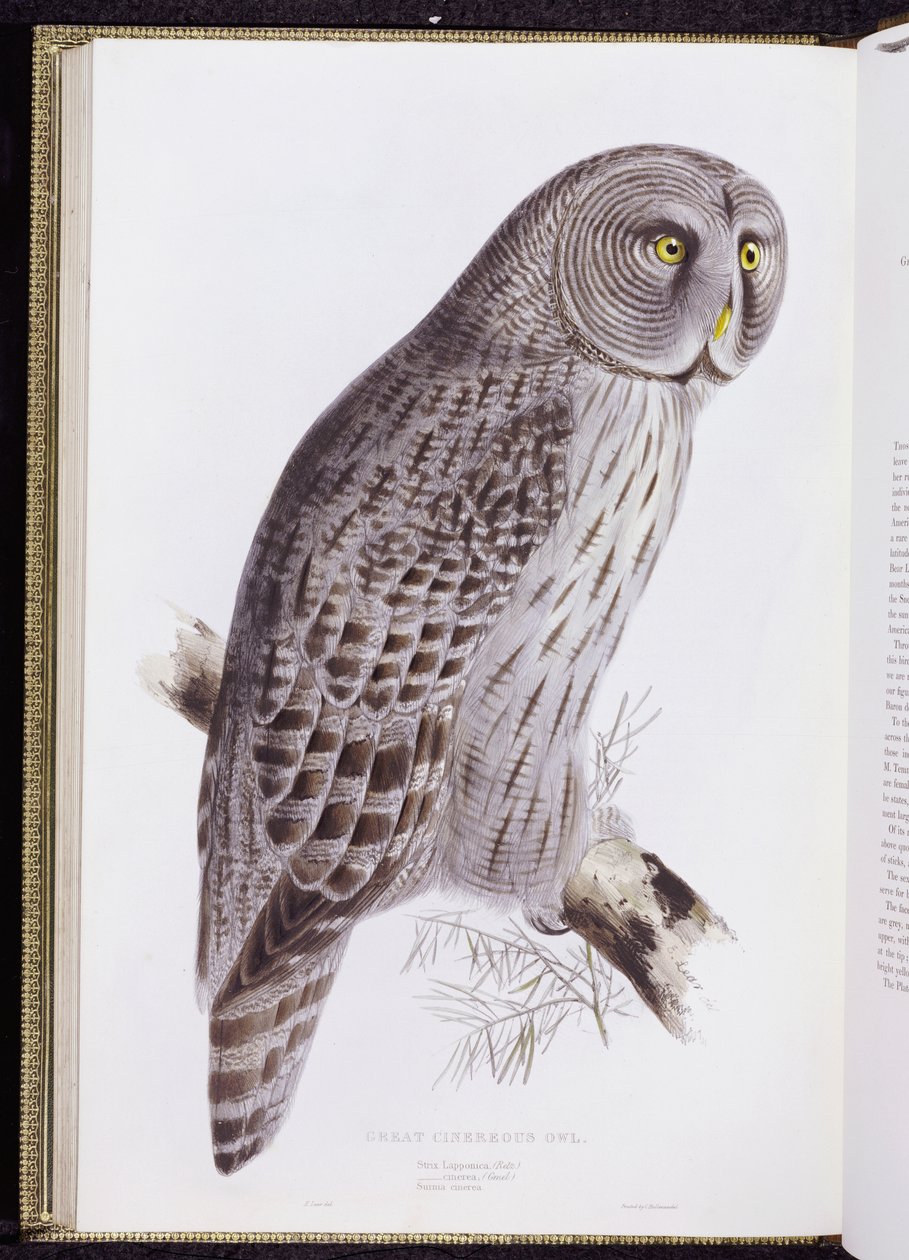 Große Graueule, aus "The Birds of Great Britain" (1862-73) von John Gould